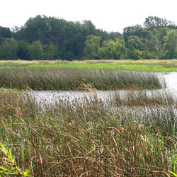 Why Restore Wetlands?